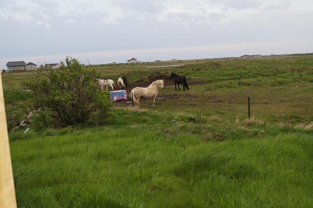 Guesthouse Nordheimar Selfoss Luaran gambar